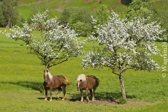 Foto Pferde unter blühenden Obstbäumen in Wagrain